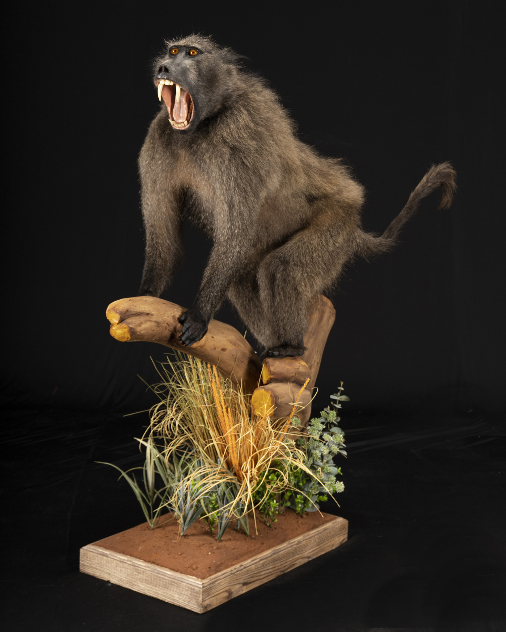 Baboon Full Mount